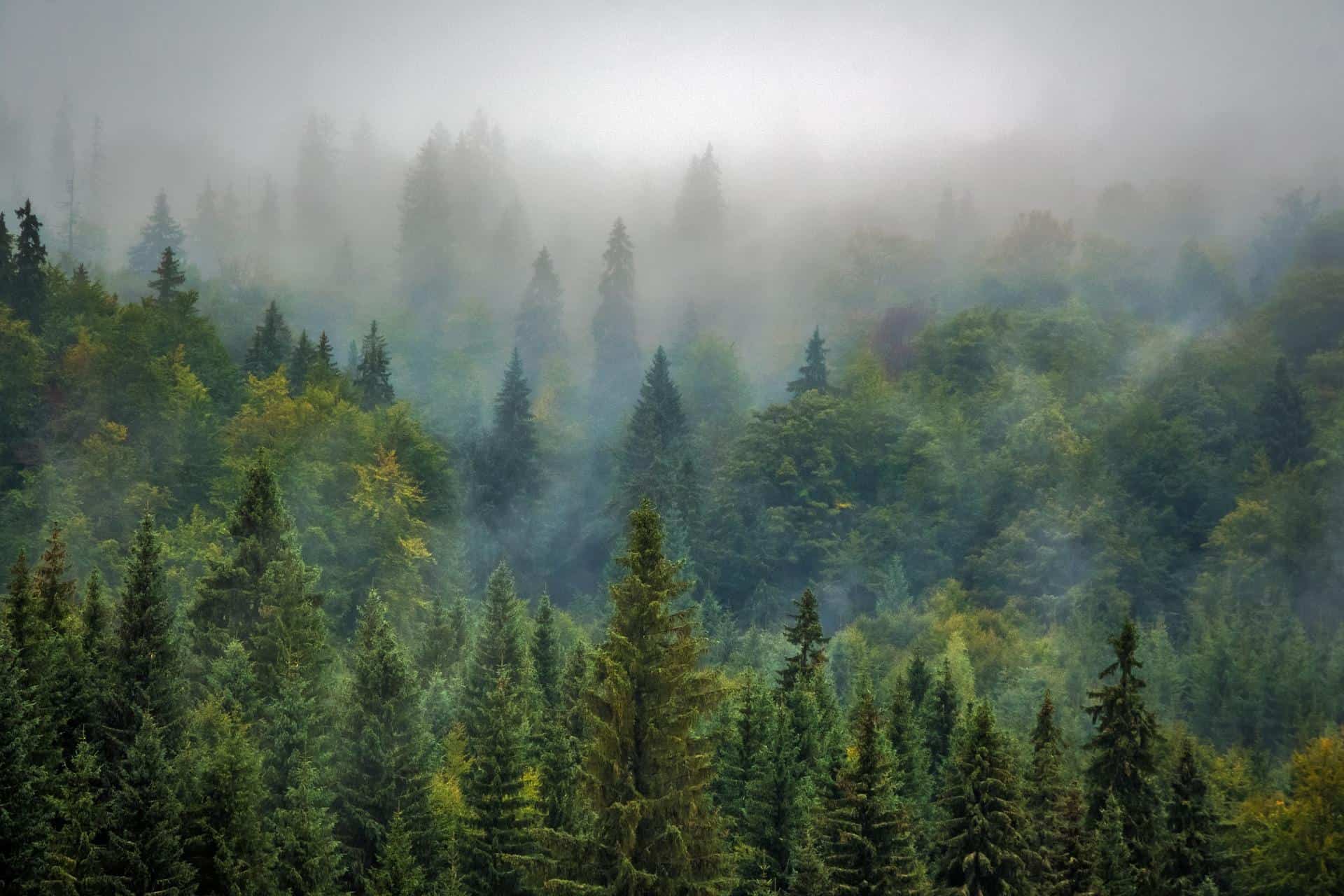 Green forest in the morning mist